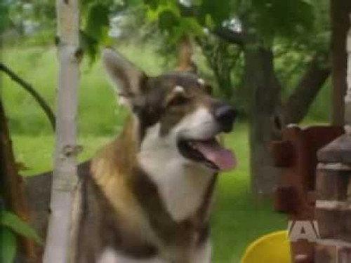 The Littlest Hobo Season 2 Episode 3 - Guinea Pig