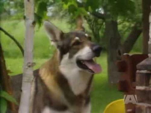 The Littlest Hobo Season 2 Episode 3 - Guinea Pig