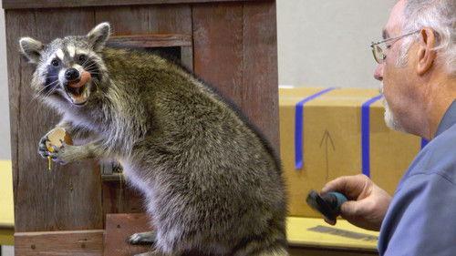 The Unknown Champions Season 1 Episode 11 - Episode 11