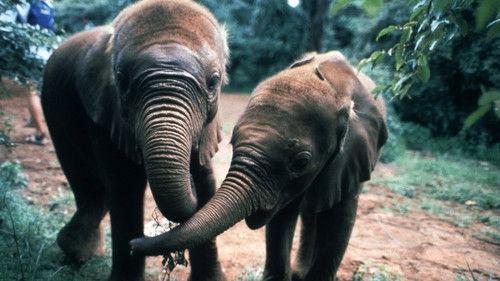 Nature Season 18 Episode 5 - Wisdom of the Wild