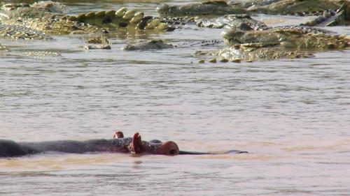 Africa's Deadliest Season 6 Episode 2 - River rivals