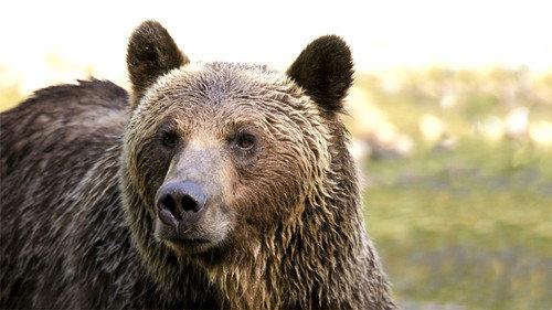 Natural World Season 30 Episode 14 - The Last Grizzly of Paradise Valley