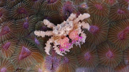 Nature Season 36 Episode 14 - Natural Born Rebels: Survival