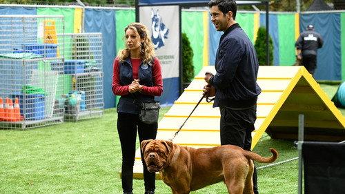 Turner & Hooch Season 1 Episode 1 - Forever and a Dog