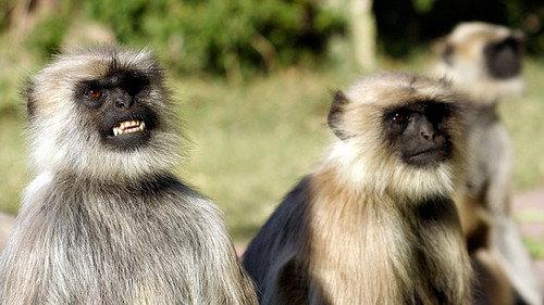 Natural World Season 18 Episode 12 - Monkey Warriors
