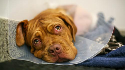 The Supervet: Noel Fitzpatrick Season 16 Episode 2 - Episode 2