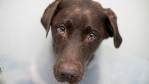 The Supervet: Noel Fitzpatrick Season 16 Episode 5 - Episode 5