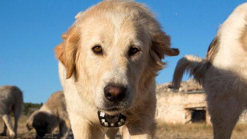 Nature Season 36 Episode 10 - Animals with Cameras (3)