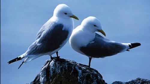 Natural World Season 26 Episode 8 - Saving Our Seabirds