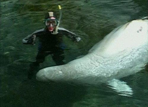 Bill Nye the Science Guy Season 4 Episode 3 - Marine Mammals