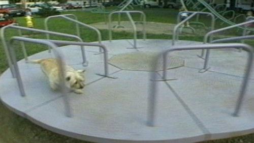 Funniest Pets & People Season 2 Episode 13 - Tasty Treats