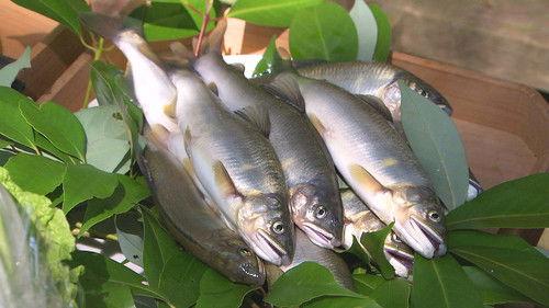 Seasoning the Seasons Season 3 Episode 15 - Ayu: Treasures of the River