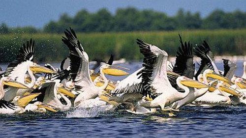 Natural World Season 19 Episode 17 - Danube Delta: Europe Untamed