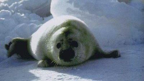 Natural World Season 19 Episode 11 - Seals: Invaders of the Sea