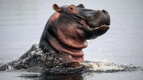 Natural World Season 39 Episode 2 - Hippos: Africa's River Giants