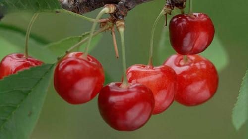 Seasoning the Seasons Season 13 Episode 5 - Colors of Yamagata: Spring & Summer