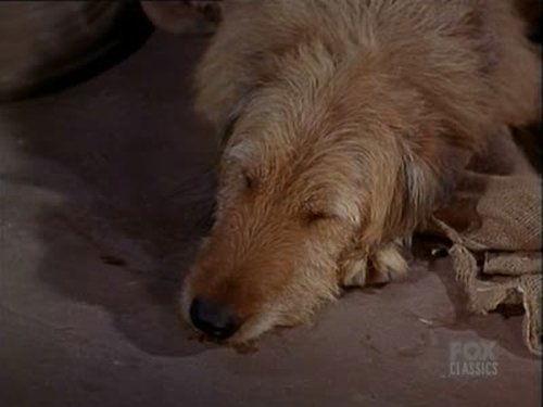 Bonanza Season 4 Episode 26 - Any Friend of Walter's