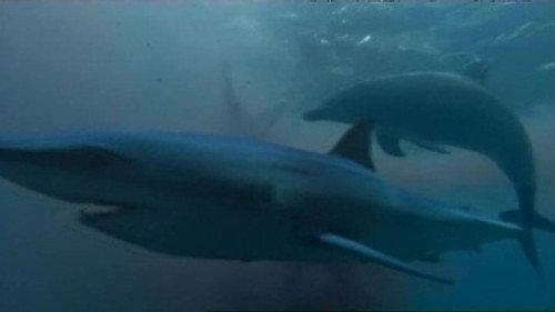 Natural World Season 27 Episode 6 - Saved By Dolphins