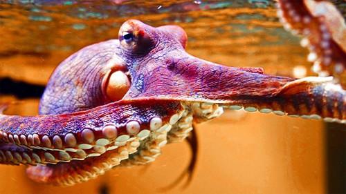 Natural World Season 39 Episode 3 - The Octopus in My House