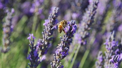 Nature Season 37 Episode 15 - American Spring LIVE: Connections