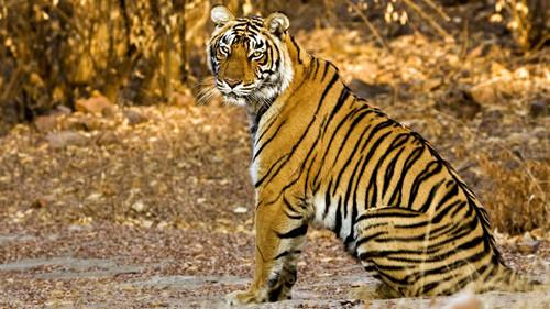 Natural World Season 31 Episode 8 - Tiger Dynasty