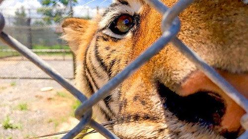 Natural World Season 39 Episode 6 - Tigers: Hunting the Traffickers