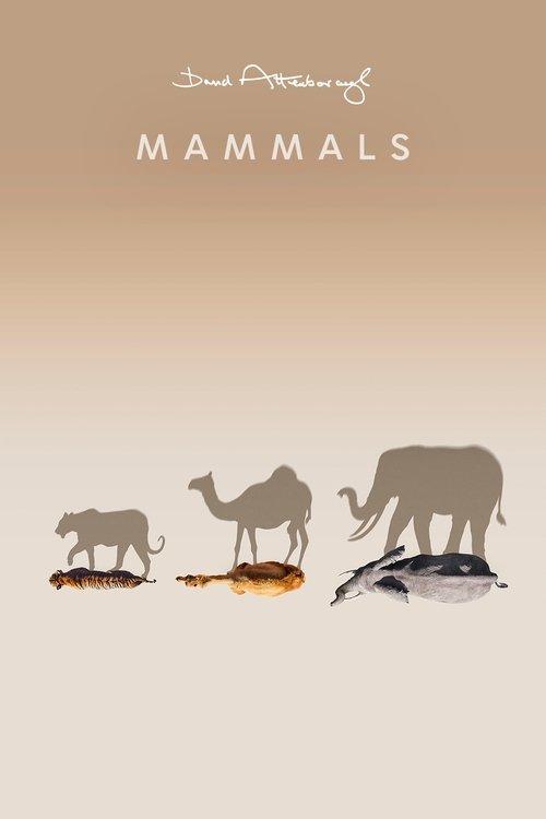 Mammals poster