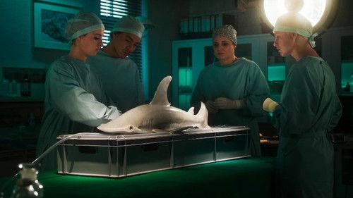 Tierärztin Dr. Mertens Season 9 Episode 13 - Episode 13