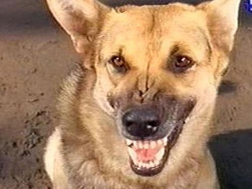 Daktari Season 1 Episode 9 - The Killer Dog