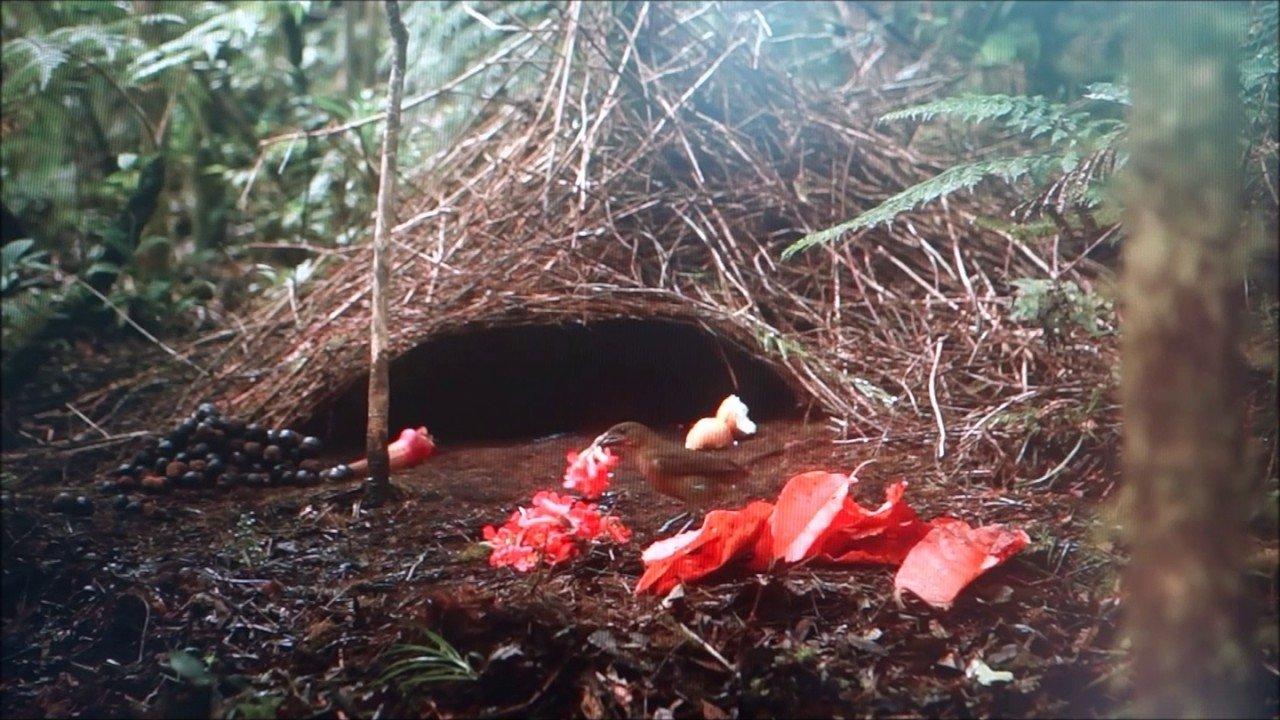 Animal Construction backdrop