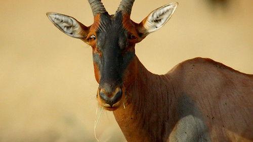 Nature Season 34 Episode 9 - Natural Born Hustlers: Sex, Lies & Dirty Tricks